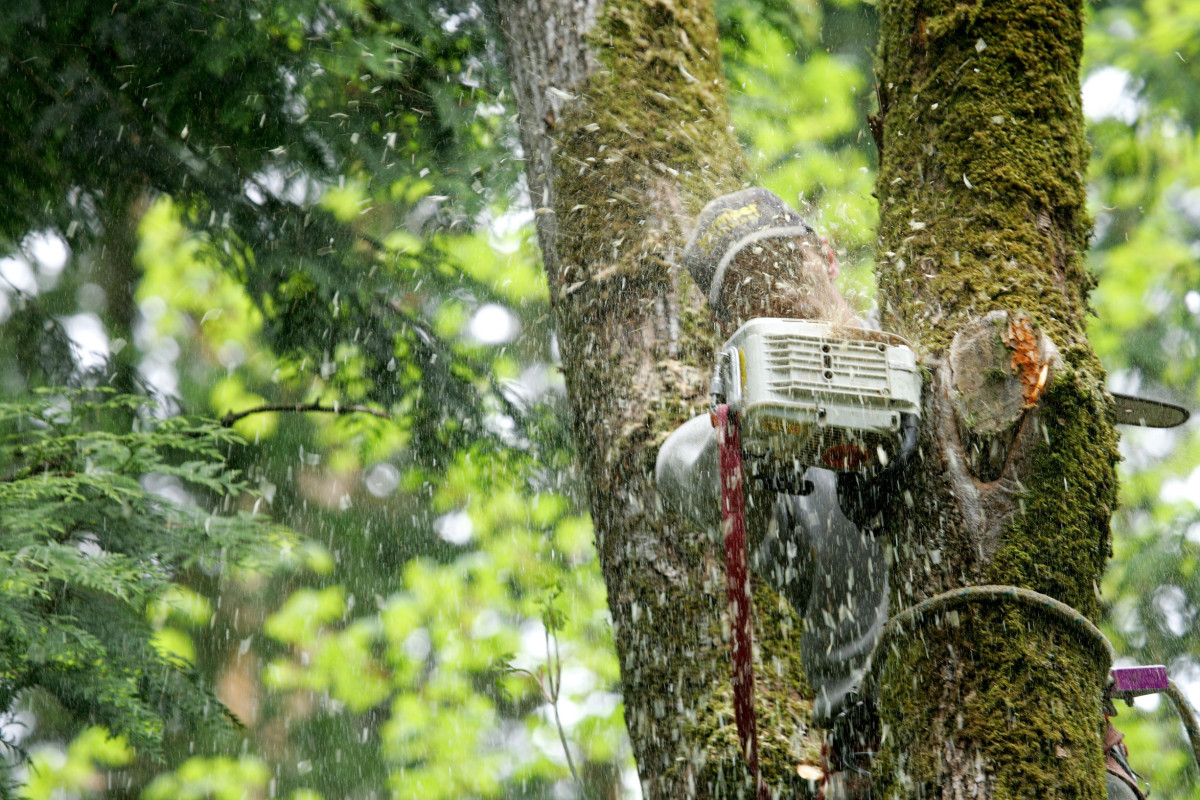 Express Tree Service Delivers Professional Tree Care Solutions Across Maryland